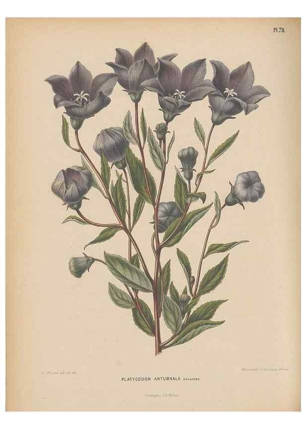 Reproducción/Reproduction 49798428667: Flora :. Groningen :J.B. Wolters,[1868]. 