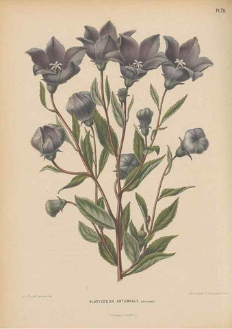 Reproducción/Reproduction 49798428667: Flora :. Groningen :J.B. Wolters,[1868]. 