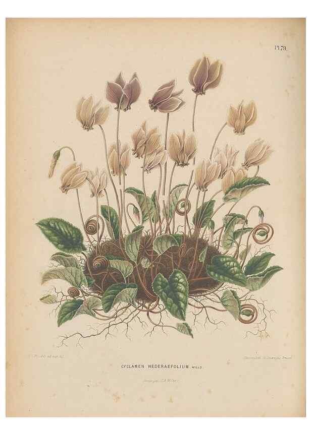 Reproducción/Reproduction 49798121536: Flora :. Groningen :J.B. Wolters,[1868]. 