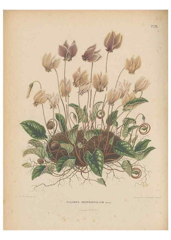Reproducción/Reproduction 49798121536: Flora :. Groningen :J.B. Wolters,[1868]. 