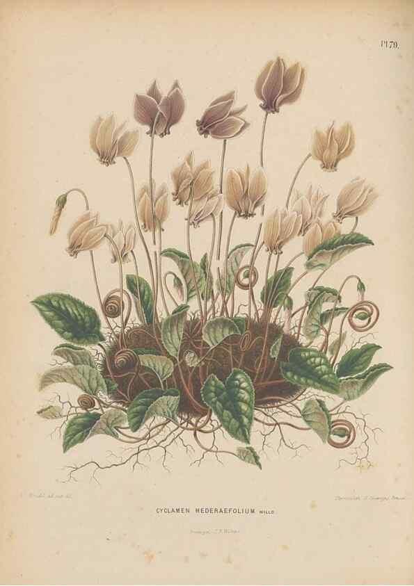 Reproducción/Reproduction 49798121536: Flora :. Groningen :J.B. Wolters,[1868]. 