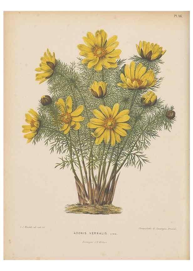 Reproducción/Reproduction 49797557868: Flora :. Groningen :J.B. Wolters,[1868]. 