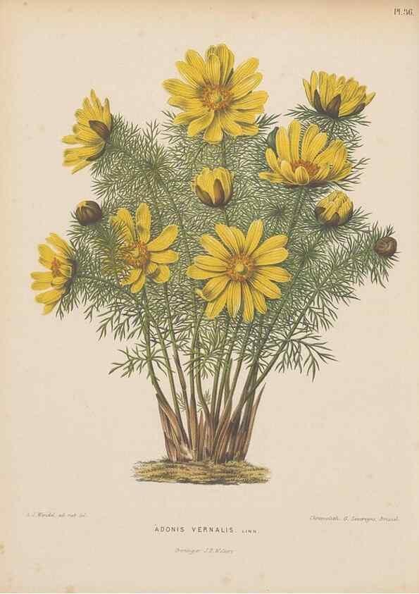 Reproducción/Reproduction 49797557868: Flora :. Groningen :J.B. Wolters,[1868]. 