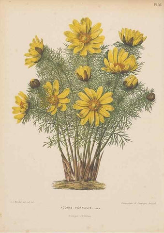Reproducción/Reproduction 49797557868: Flora :. Groningen :J.B. Wolters,[1868]. 