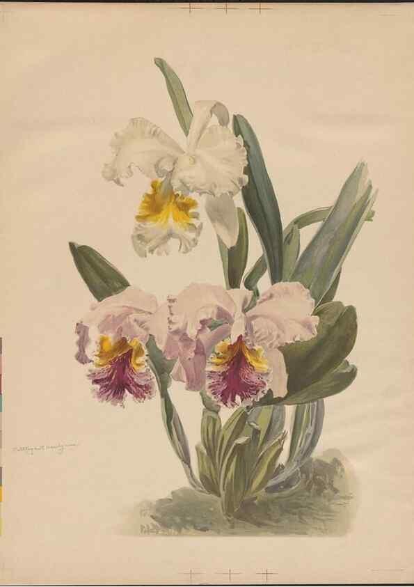Reproducción/Reproduction 49798543692: [Reichenbachia] :. St. Albans, England? :s.n.,1895?. 