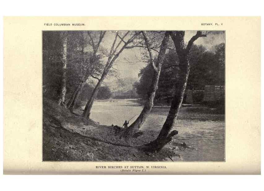 Reproducción/Reproduction 49798533943: Flora of West Virginia,. Chicago,1896.. 