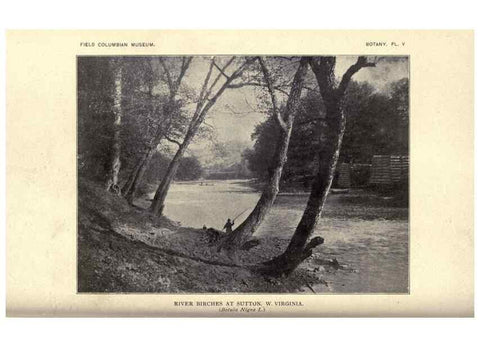 Reproducción/Reproduction 49798533943: Flora of West Virginia,. Chicago,1896.. 