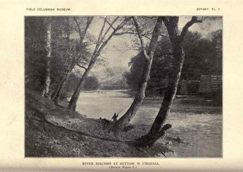 Reproducción/Reproduction 49798533943: Flora of West Virginia,. Chicago,1896.. 