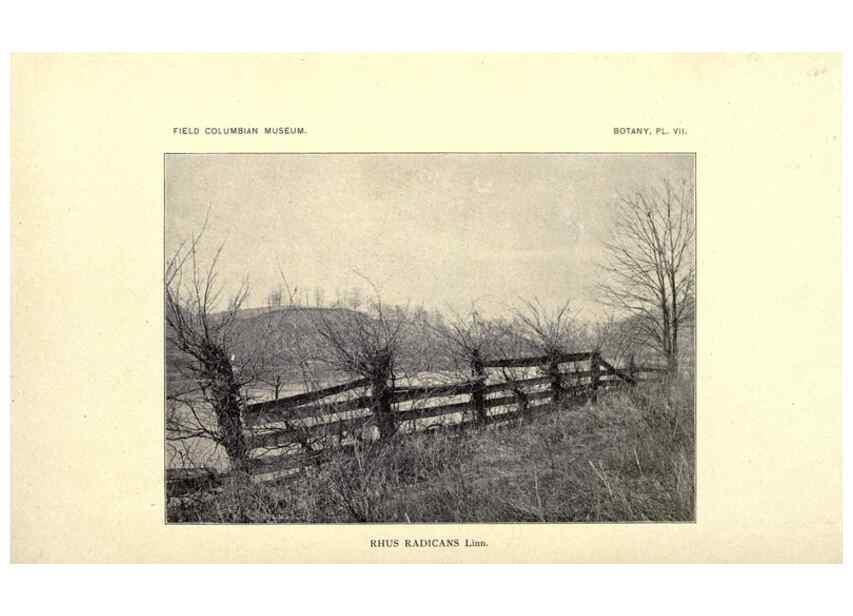 Reproducción/Reproduction 49799392492: Flora of West Virginia,. Chicago,1896.. 