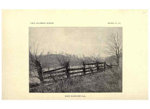 Reproducción/Reproduction 49799392492: Flora of West Virginia,. Chicago,1896.. 