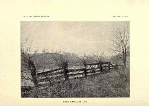 Reproducción/Reproduction 49799392492: Flora of West Virginia,. Chicago,1896.. 