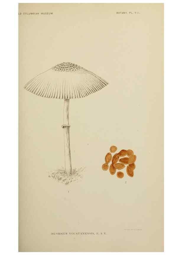 Reproducción/Reproduction 49799286071: Publication.. Chicago. :Field Columbian Museum,1895-1909.. 