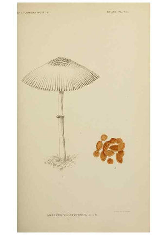 Reproducción/Reproduction 49799286071: Publication.. Chicago. :Field Columbian Museum,1895-1909.. 