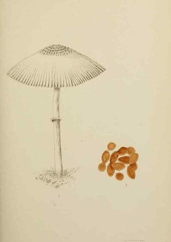 Reproducción/Reproduction 49799286071: Publication.. Chicago. :Field Columbian Museum,1895-1909.. 