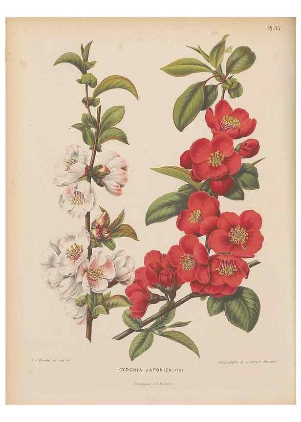 Reproducción/Reproduction 49797557643: Flora :. Groningen :J.B. Wolters,[1868]. 