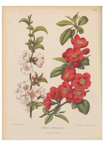 Reproducción/Reproduction 49797557643: Flora :. Groningen :J.B. Wolters,[1868]. 