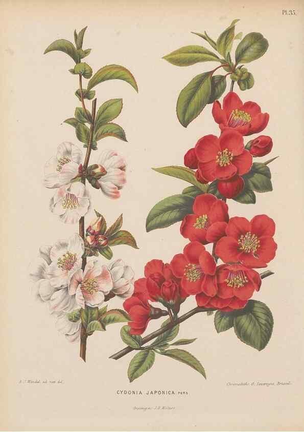 Reproducción/Reproduction 49797557643: Flora :. Groningen :J.B. Wolters,[1868]. 