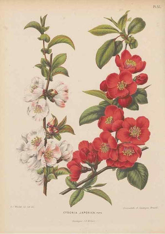 Reproducción/Reproduction 49797557643: Flora :. Groningen :J.B. Wolters,[1868]. 