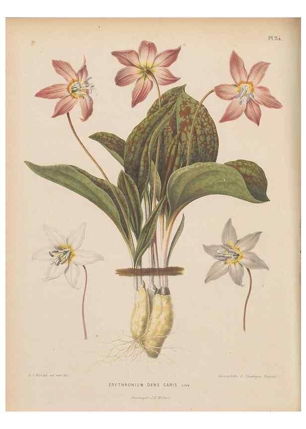 Reproducción/Reproduction 49798415247: Flora :. Groningen :J.B. Wolters,[1868]. 