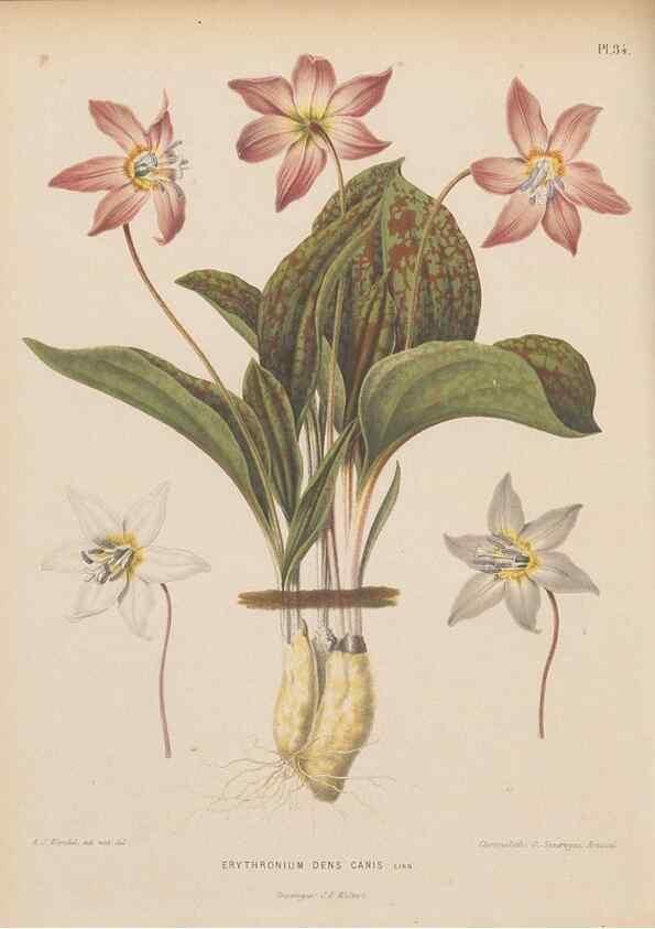 Reproducción/Reproduction 49798415247: Flora :. Groningen :J.B. Wolters,[1868]. 