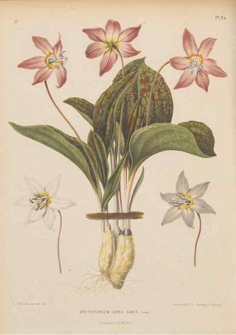 Reproducción/Reproduction 49798415247: Flora :. Groningen :J.B. Wolters,[1868]. 