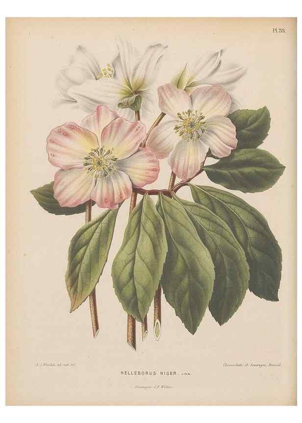 Reproducción/Reproduction 49797557083: Flora :. Groningen :J.B. Wolters,[1868]. 