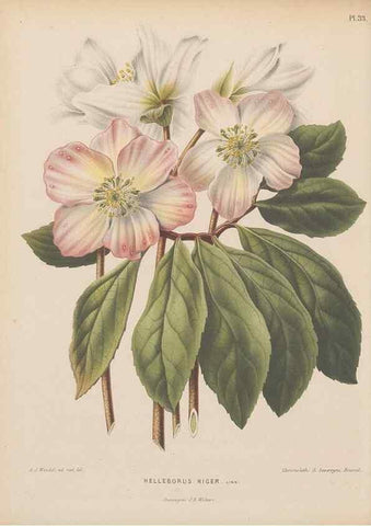 Reproducción/Reproduction 49797557083: Flora :. Groningen :J.B. Wolters,[1868]. 