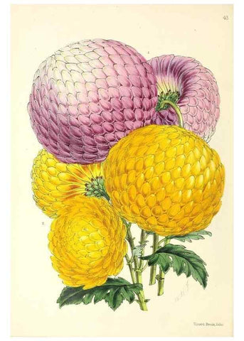 Reproducción/Reproduction 49797875272: The floral magazine;. London,L. Reeve & Co.. 