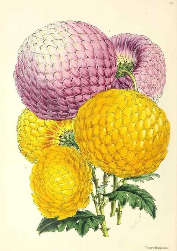 Reproducción/Reproduction 49797875272: The floral magazine;. London,L. Reeve & Co.. 