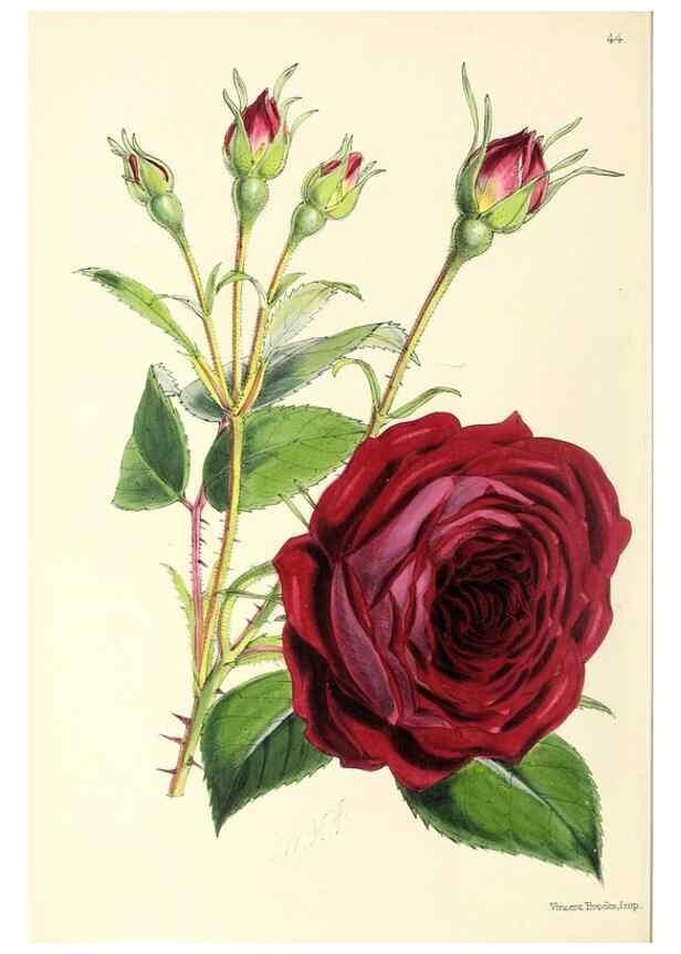 Reproducción/Reproduction 49797565556: The floral magazine;. London,L. Reeve & Co.. 