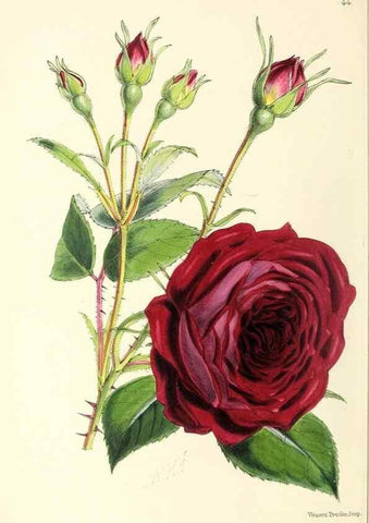 Reproducción/Reproduction 49797565556: The floral magazine;. London,L. Reeve & Co.. 
