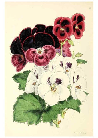 Reproducción/Reproduction 49797020543: The floral magazine;. London,L. Reeve & Co.. 
