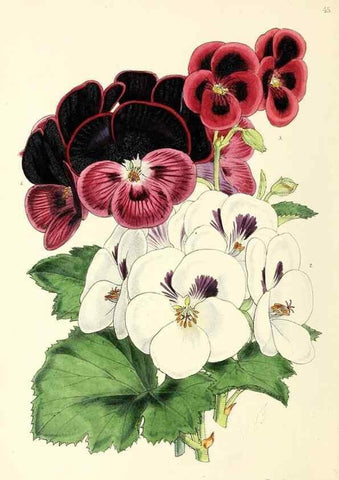 Reproducción/Reproduction 49797020543: The floral magazine;. London,L. Reeve & Co.. 
