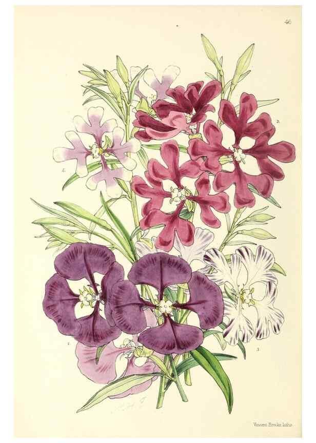 Reproducción/Reproduction 49797020853: The floral magazine;. London,L. Reeve & Co.. 