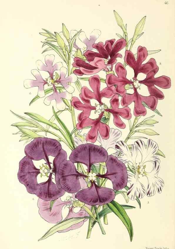 Reproducción/Reproduction 49797020853: The floral magazine;. London,L. Reeve & Co.. 