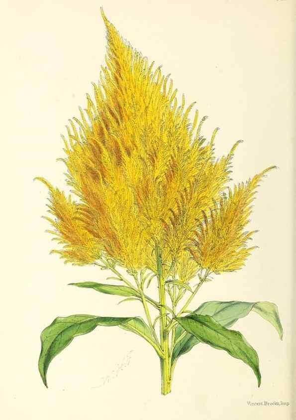 Reproducción/Reproduction 49797021138: The floral magazine;. London,L. Reeve & Co.. 
