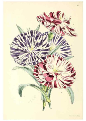Reproducción/Reproduction 49797566681: The floral magazine;. London,L. Reeve & Co.. 