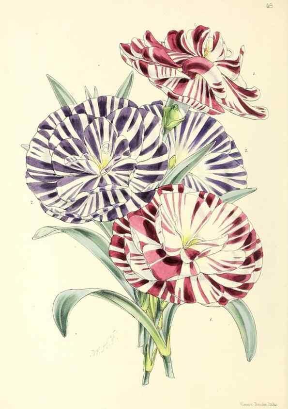 Reproducción/Reproduction 49797566681: The floral magazine;. London,L. Reeve & Co.. 