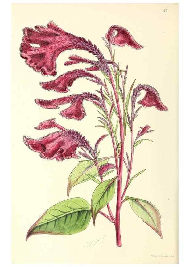Reproducción/Reproduction 49797021663: The floral magazine;. London,L. Reeve & Co.. 