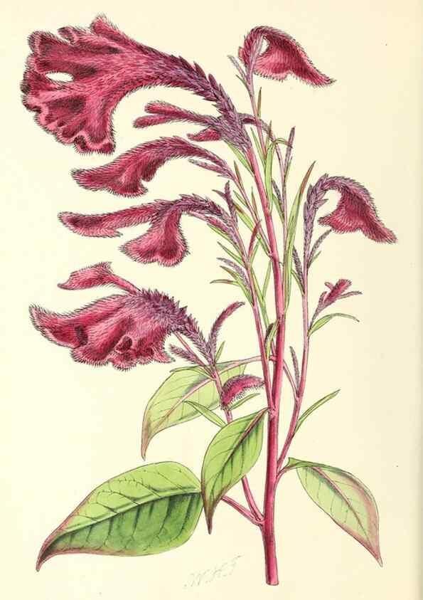 Reproducción/Reproduction 49797021663: The floral magazine;. London,L. Reeve & Co.. 