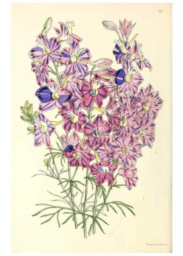 Reproducción/Reproduction 49797877272: The floral magazine;. London,L. Reeve & Co.. 