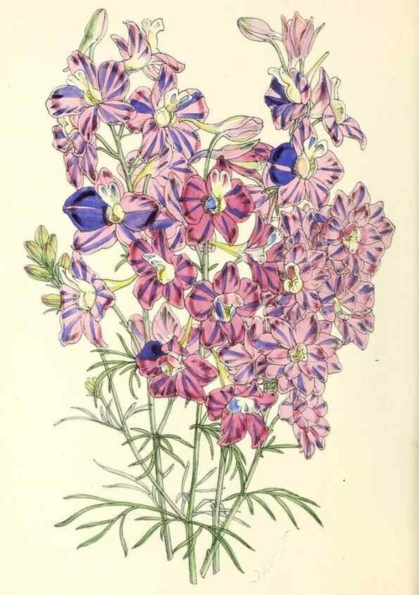 Reproducción/Reproduction 49797877272: The floral magazine;. London,L. Reeve & Co.. 