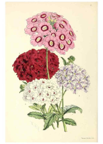 Reproducción/Reproduction 49797877572: The floral magazine;. London,L. Reeve & Co.. 
