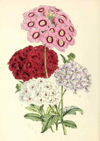 Reproducción/Reproduction 49797877572: The floral magazine;. London,L. Reeve & Co.. 