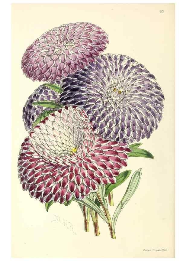 Reproducción/Reproduction 49797567711: The floral magazine;. London,L. Reeve & Co.. 