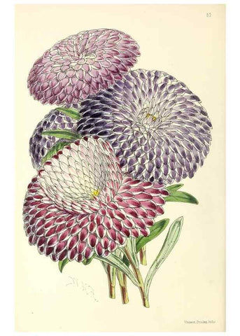 Reproducción/Reproduction 49797567711: The floral magazine;. London,L. Reeve & Co.. 