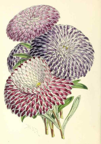 Reproducción/Reproduction 49797567711: The floral magazine;. London,L. Reeve & Co.. 
