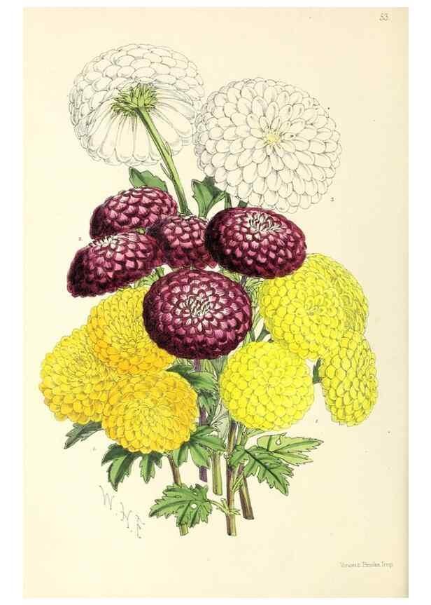 Reproducción/Reproduction 49797568041: The floral magazine;. London,L. Reeve & Co.. 
