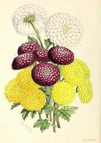 Reproducción/Reproduction 49797568041: The floral magazine;. London,L. Reeve & Co.. 