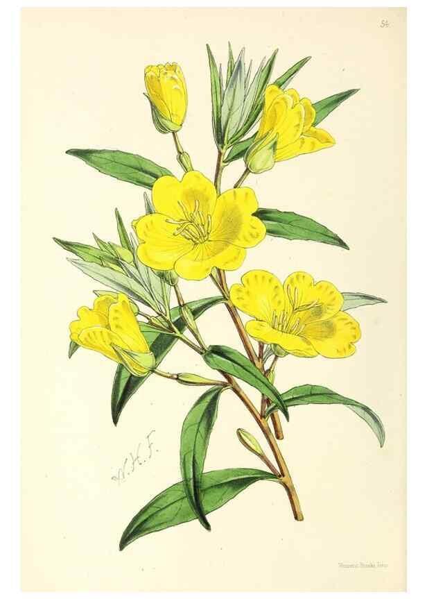 Reproducción/Reproduction 49797568281: The floral magazine;. London,L. Reeve & Co.. 